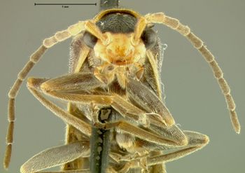 Media type: image;   Entomology 24182 Aspect: head frontal view